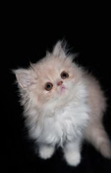 Persian Kitten