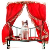 a cat in red bed
