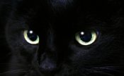 Black Cat