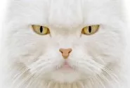 white cat