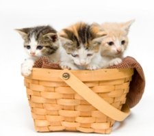 cat gift basket