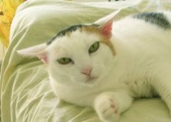 Silly Cat Picture