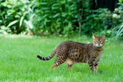 Bengal cat