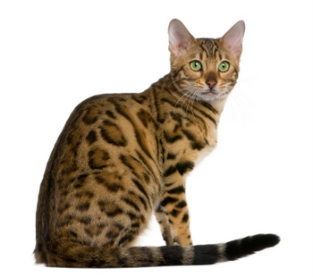 Bengal Cat Photo