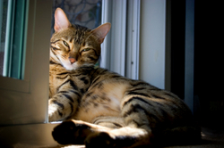 Bengal cat sunbathing