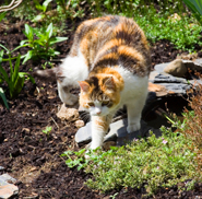 Tri Colour Cats