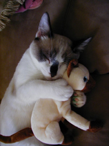 cat with toy