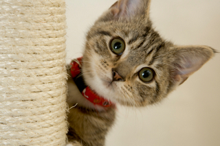 Another Cute Kitten