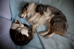 Cat and Dog in Bed