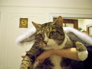 Max Cat dressed up as an angel