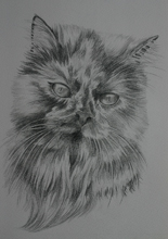 cat portrait