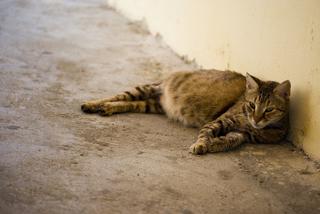 how long cats pregnant for