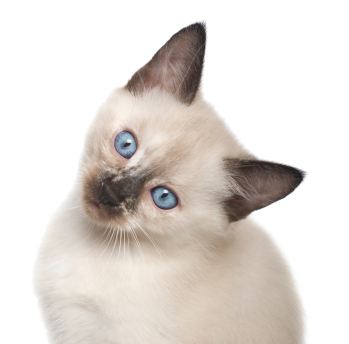 Siamese Kitten