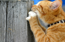 Cat Scratching a Post
