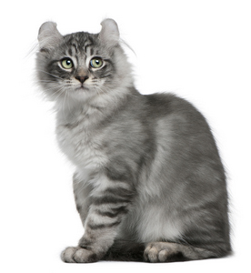 American Curl Cat