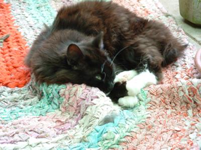 Laying on a rug, Barney style