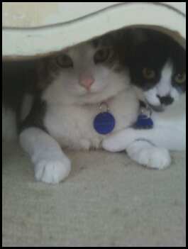 Under the Dresser