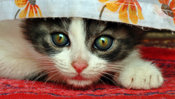 Big Eyes Kitten