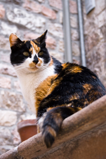 Calico Cat Breed