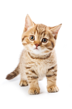 Cute Cats Names on Celtic Cat Names For Cute Kittens