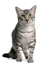 Egyptian Mau Cat Picture