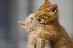 fighting kittens