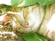 cat picture