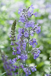 Growing Catnip