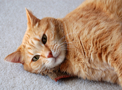 Cat Enjoying Catnip