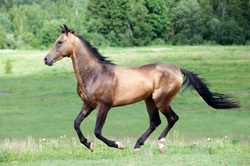 Running Horse