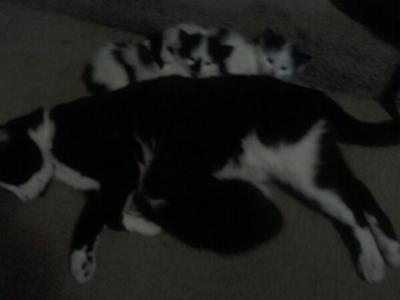 Julie and her babies