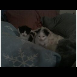 THE NEW KITTENS