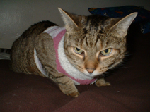 mia wearing pink and white sweater