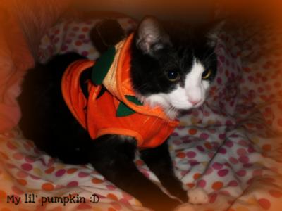 Panda's Halloween Costume :)