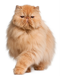 Orange Persian Cat Picture