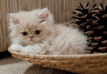Persian Kitten 3