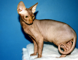 Sphynx – Hairless Cat