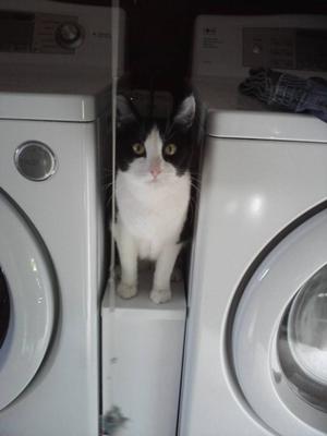 Taffy helping with the laundry