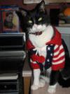 Patriotic Kitty