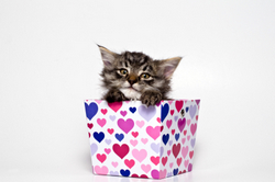 Valentine Cat