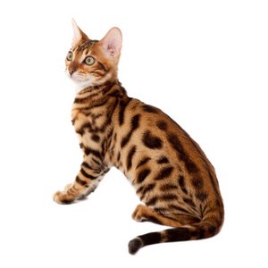 Bengal Kitten