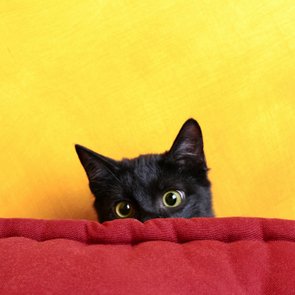 Black Cat