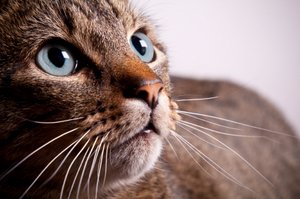 Cat with Blue Eyes