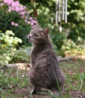 garden cat