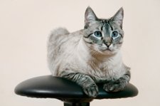 cat sitting on chair