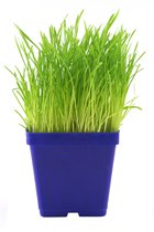 cat grass