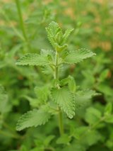 catnip plant