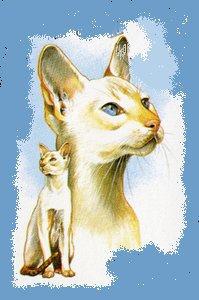 Colorpoint Shorthair