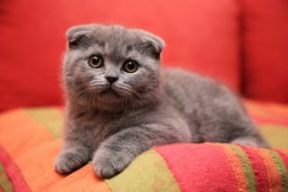 Scottish Fold Cute Kitten