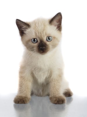 Siamese Cute Kitten